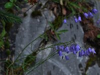 Campanula caespitosa