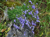 Campanula caespitosa 2, Saxifraga-Harry Jans