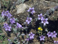 Campanula campestris