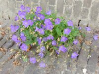 Campanula carpatica