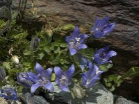 Campanula cenisia