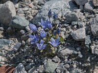 Campanula cenisia 13, Saxifraga-Luuk Vermeer