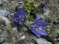 Campanula cenisia 2, Saxifraga-Willem van Kruijsbergen