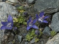 Campanula cenisia 3, Saxifraga-Willem van Kruijsbergen