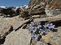 Campanula cenisia 4, Saxifraga-Harry Jans