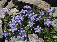 Campanula cenisia 6, Saxifraga-Harry Jans