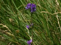Campanula cervicaria