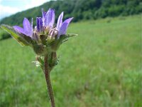 Campanula cervicaria 2, Saxifraga-Jasenka Topic