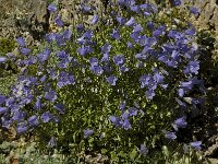 Campanula cochleariifolia, Fairys Thimble