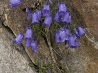 Campanula cochleariifolia 14, Saxifraga-Willem van Kruijsbergen