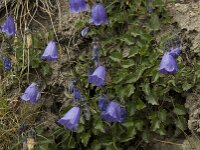 Campanula cochleariifolia 15, Saxifraga-Willem van Kruijsbergen