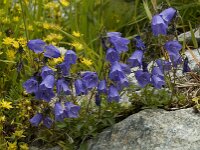 Campanula cochleariifolia 16, Saxifraga-Willem van Kruijsbergen