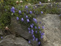 Campanula cochleariifolia 18, Saxifraga-Willem van Kruijsbergen