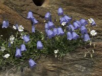 Campanula cochleariifolia 20, Saxifraga-Willem van Kruijsbergen