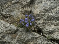 Campanula cochleariifolia 22, Saxifraga-Willem van Kruijsbergen