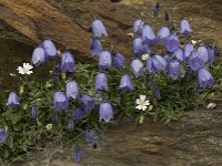 Campanula cochleariifolia 24, Saxifraga-Willem van Kruijsbergen