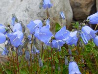 Campanula cochleariifolia 29, Saxifraga-Ed Stikvoort