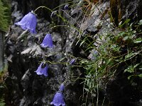 Campanula cochleariifolia 33, Saxifraga-Ed Stikvoort