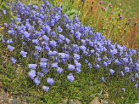 Campanula cochleariifolia 36, Saxifraga-Harry Jans