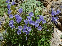 Campanula cochleariifolia 4, Saxifraga-Willem van Kruijsbergen