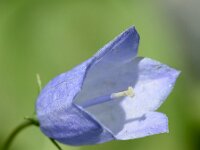 Campanula cochleariifolia 44, Saxifraga-Sonja Bouwman  Dwergklokje - Fairy's thimble, earleaf bellflower - Campanula cochleariifolia - Campanulaceae familie