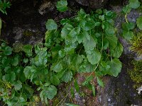 Campanula cochleariifolia 46, Saxifraga-Ed Stikvoort