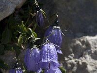 Campanula cochleariifolia 7, Saxifraga-Jan van der Straaten