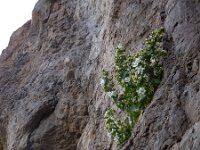 Campanula crispa