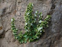 Campanula crispa 2, Saxifraga-Ed Stikvoort