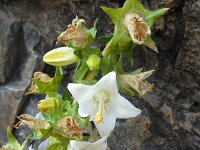 Campanula crispa 4, Saxifraga-Ed Stikvoort