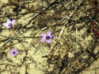 Campanula dieckii