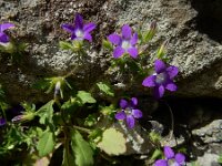 Campanula drabifolia