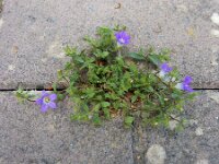 Campanula drabifolia 6, Saxifraga-Ed Stikvoort : Kato Gerakari en Alikana s9900