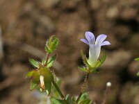 Campanula erinus 2, Saxifraga-Jeroen Willemsen