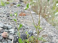 Campanula erinus 3, Saxifraga-Rutger Barendse