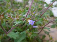 Campanula erinus 4, Saxifraga-Ed Stikvoort