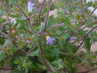 Campanula erinus 5, Saxifraga-Ed Stikvoort