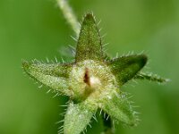 Campanula erinus 9, Saxifraga-Sonja Bouwman
