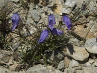 Campanula excisa