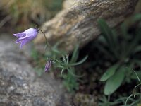 Campanula excisa 10, Saxifraga-Jan van der Straaten