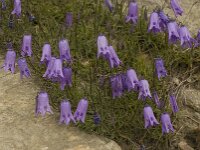 Campanula excisa 3, Saxifraga-Willem van Kruijsbergen