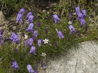Campanula excisa 6, Saxifraga-Willem van Kruijsbergen