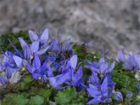 Campanula fenestrellata