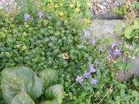 Campanula fenestrellata 2, Saxifraga-Rutger Barendse