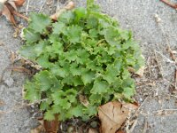 Campanula fenestrellata 3, Saxifraga-Rutger Barendse