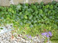 Campanula fenestrellata 4, Saxifraga-Rutger Barendse