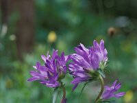 Campanula glomerata, Clustered Bellflower