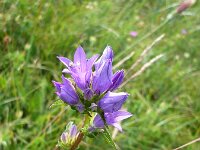Campanula glomerata 13, Kluwenklokje, Saxifraga-Jasenka Topic