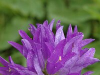 Campanula glomerata 2, Kluwenklokje, Saxifraga-Jan van der Straaten