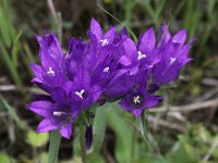 Campanula glomerata 20, Kluwenklokje, Saxifraga-Peter Meininger